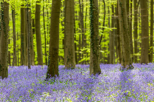 Hallerbos, beech forest in Belgium full of blue bells flowers.