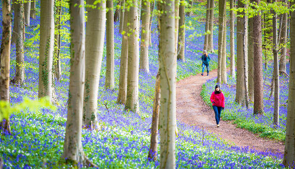 Hallerbos, beech forest in Belgium full of blue bells flowers.