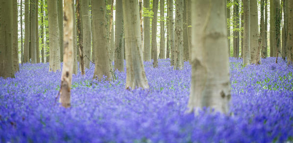 Hallerbos, beech forest in Belgium full of blue bells flowers.