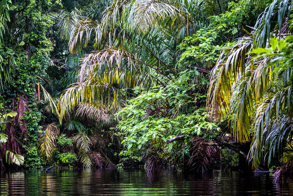 Costa Rica, Tortuguero National Park.