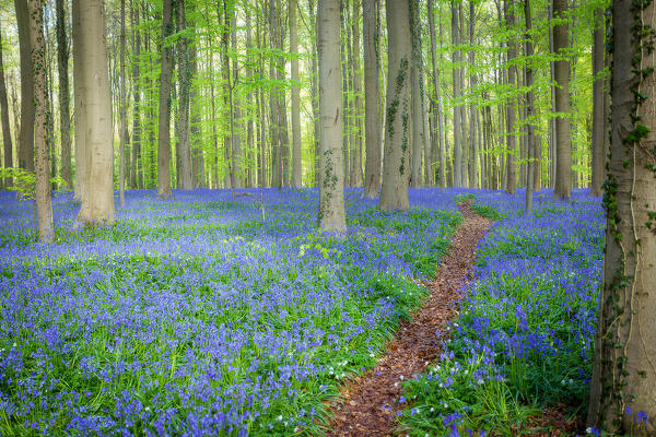 Hallerbos, beech forest in Belgium full of blue bells flowers.