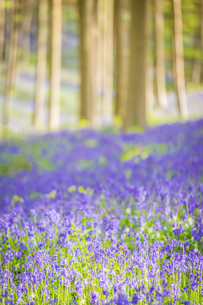 Hallerbos, beech forest in Belgium full of blue bells flowers.