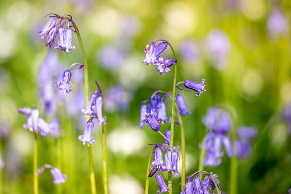 Hallerbos, beech forest in Belgium full of blue bells flowers.
