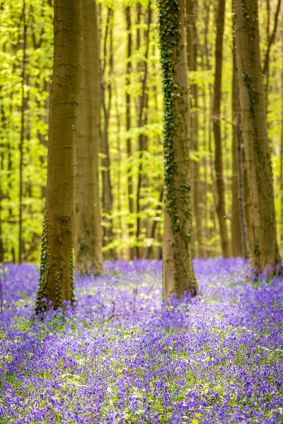 Hallerbos, beech forest in Belgium full of blue bells flowers.