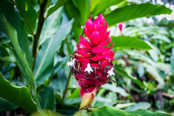 Costa Rica, Central America. Vermillion red tropical flower leaf in the rainforest.