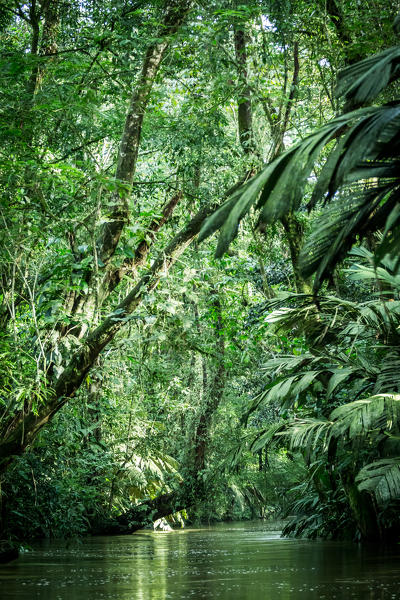 Tortuguero National Park, Costa Rica, view of the rainforest from a boat in the canals