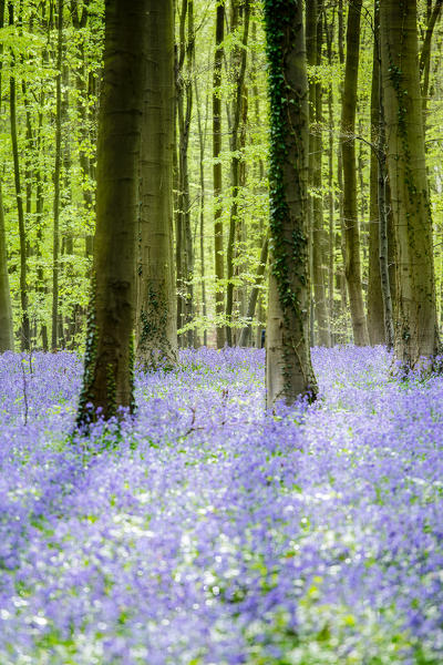Hallerbos, beech forest in Belgium full of blue bells flowers.
