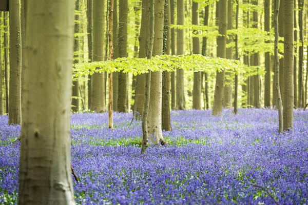 Hallerbos, beech forest in Belgium full of blue bells flowers.