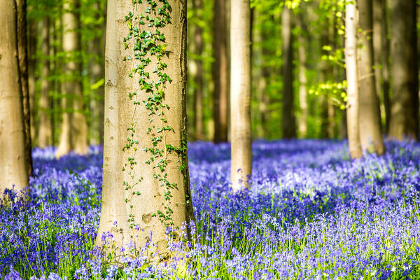 Hallerbos, beech forest in Belgium full of blue bells flowers.