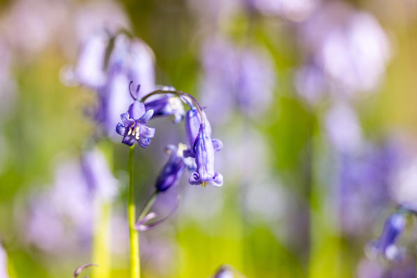 Hallerbos, beech forest in Belgium full of blue bells flowers.