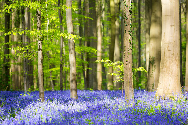 Hallerbos, beech forest in Belgium full of blue bells flowers.
