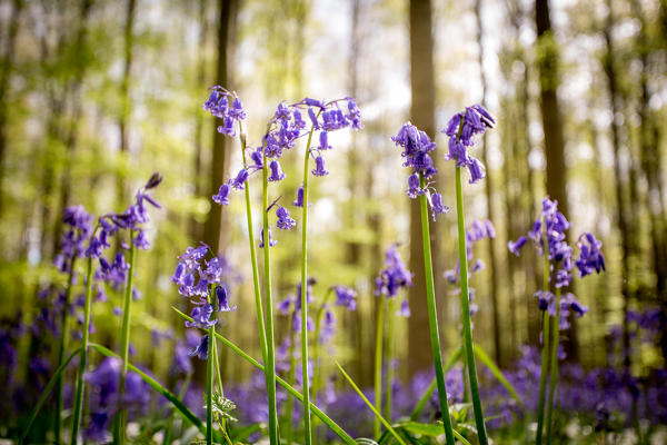 Hallerbos, beech forest in Belgium full of blue bells flowers.