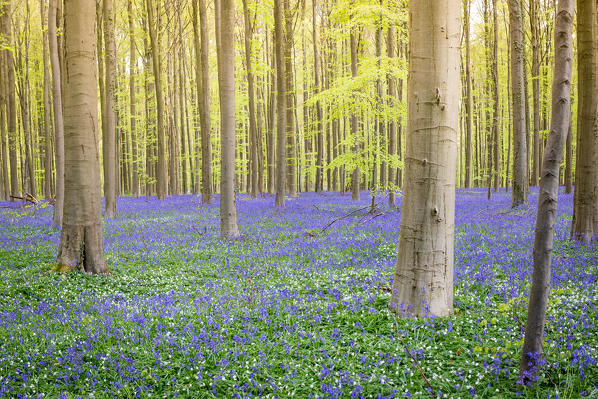 Hallerbos, beech forest in Belgium full of blue bells flowers.
