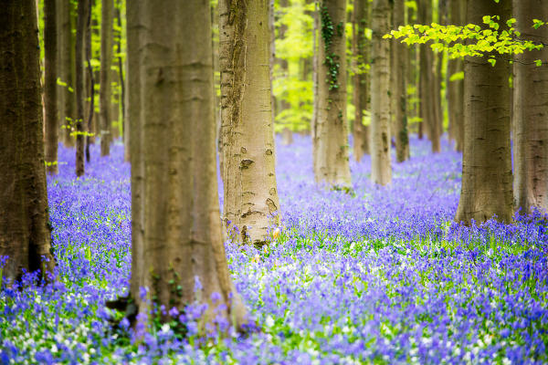 Hallerbos, beech forest in Belgium full of blue bells flowers.