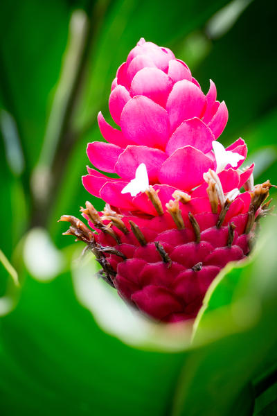 Costa Rica, Central America. Vermillion red tropical flower leaf in the rainforest.