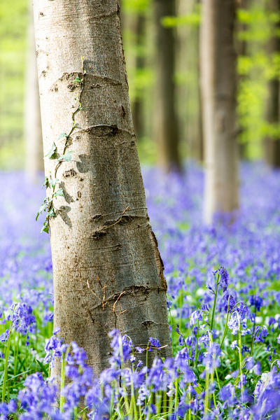 Hallerbos, beech forest in Belgium full of blue bells flowers.