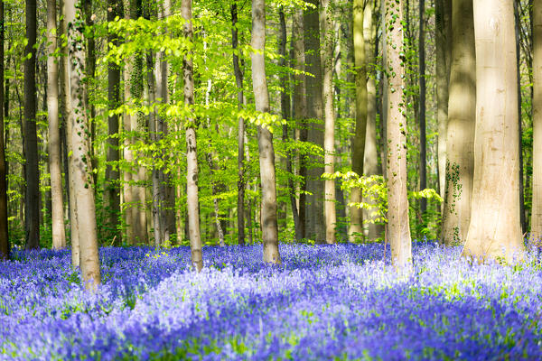 Hallerbos, beech forest in Belgium full of blue bells flowers.