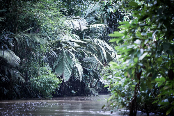 Tortuguero National Park, Costa Rica, view of the rainforest from a boat in the canals