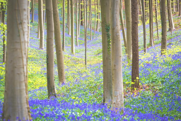 Hallerbos, beech forest in Belgium full of blue bells flowers.