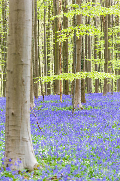 Hallerbos, beech forest in Belgium full of blue bells flowers.