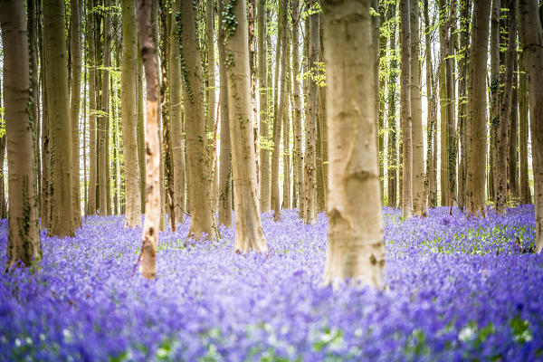Hallerbos, beech forest in Belgium full of blue bells flowers.
