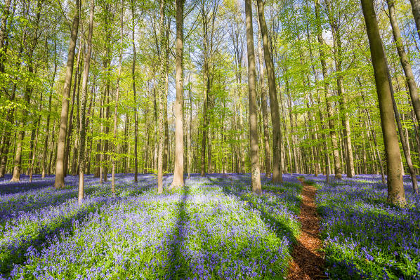 Hallerbos, beech forest in Belgium full of blue bells flowers.