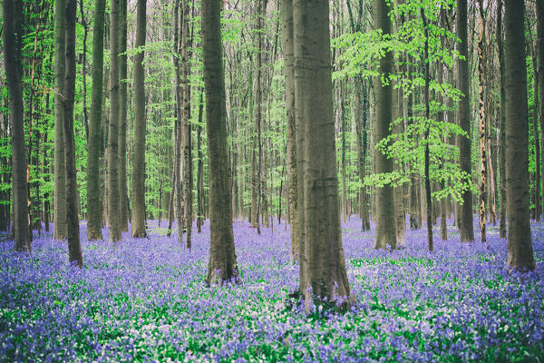 Hallerbos, beech forest in Belgium full of blue bells flowers.