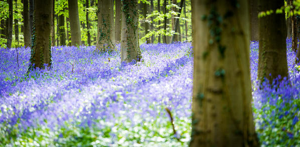 Hallerbos, beech forest in Belgium full of blue bells flowers.