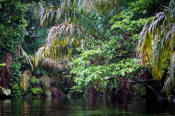 Costa Rica, Tortuguero National Park.