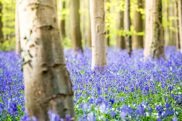 Hallerbos, beech forest in Belgium full of blue bells flowers.