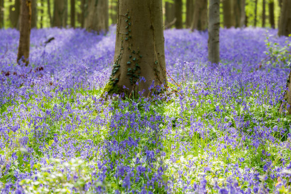 Hallerbos, beech forest in Belgium full of blue bells flowers.