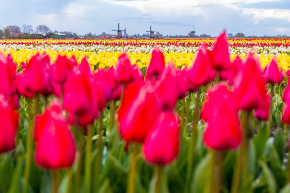 Windmills and tulip fields full of flowers in Netherland