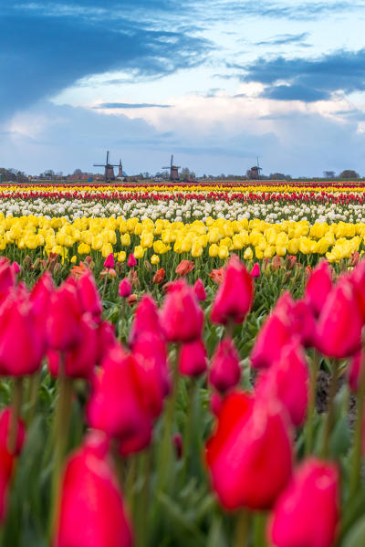 Windmills and tulip field full of flowers in Alkmaar, Netherland