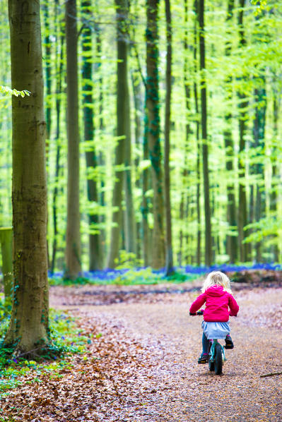 Hallerbos, beech forest in Belgium full of blue bells flowers.