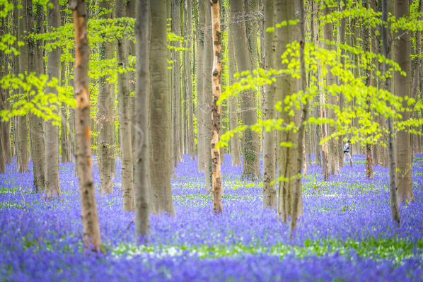Hallerbos, beech forest in Belgium full of blue bells flowers.