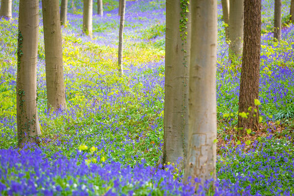 Hallerbos, beech forest in Belgium full of blue bells flowers.