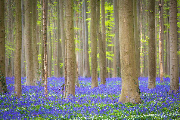 Hallerbos, beech forest in Belgium full of blue bells flowers.
