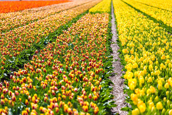 Tulips in Netherlands, Europe