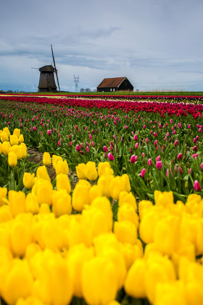 Windmills and tulip fields full of flowers. Netherland, Europe 