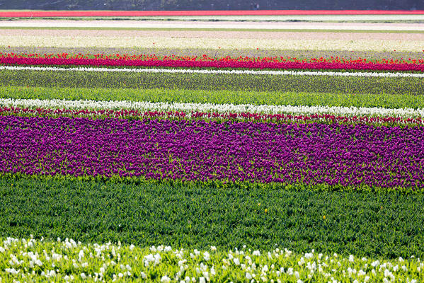 Tulips field in Netherlands, Europe