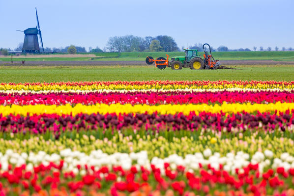 Windmills and tulip fields full of flowers in Netherland, Europe.