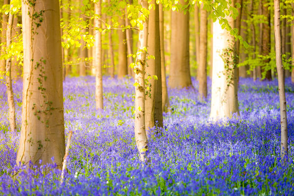 Hallerbos, beech forest in Belgium full of blue bells flowers.