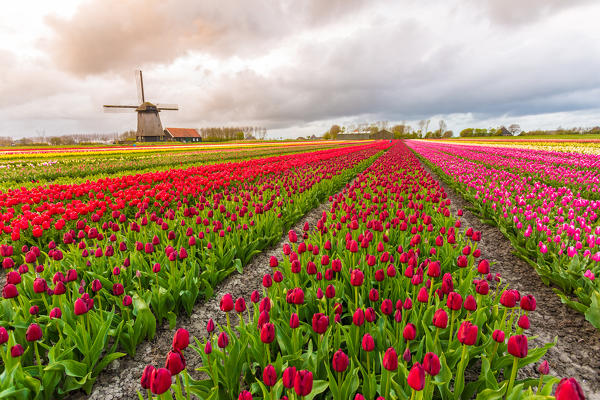 Windmills and tulip fields full of flowers in Netherland