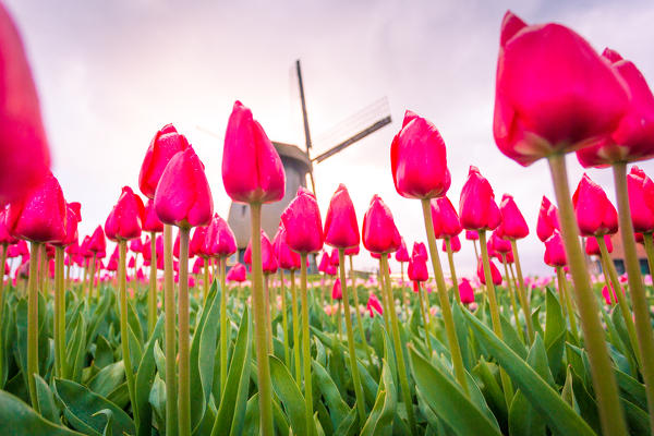 Alkmaar, Netherlands. Tulips field in bloom and windmill during springtime. 