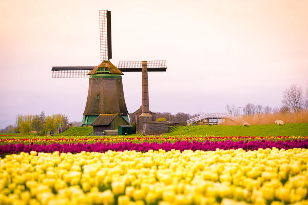 Alkmaar, Netherlands. Tulips field in bloom and windmill during springtime. 
