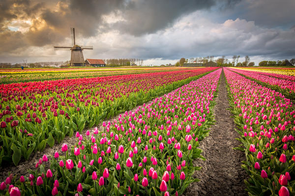 Alkmaar, Netherlands. Tulips field in bloom and windmill during springtime. 