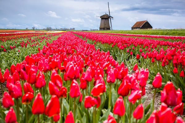Alkmaar, Netherlands. Tulips field in bloom and windmill during springtime. 