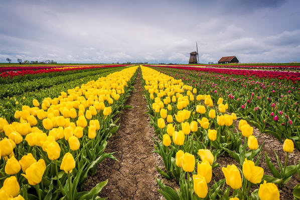 Alkmaar, Netherlands. Tulips field in bloom and windmill during springtime. 