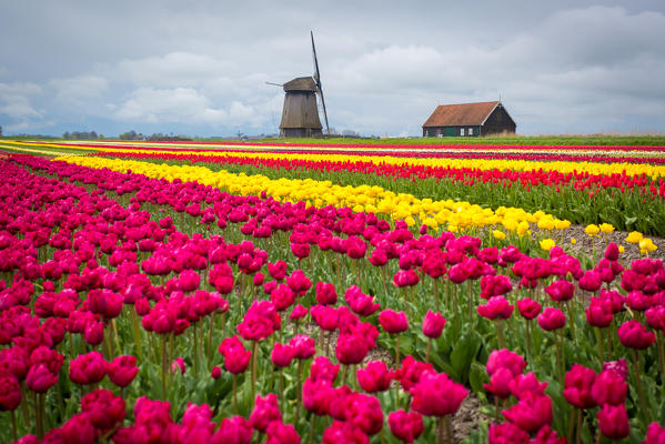 Alkmaar, Netherlands. Tulips field in bloom and windmill during springtime. 