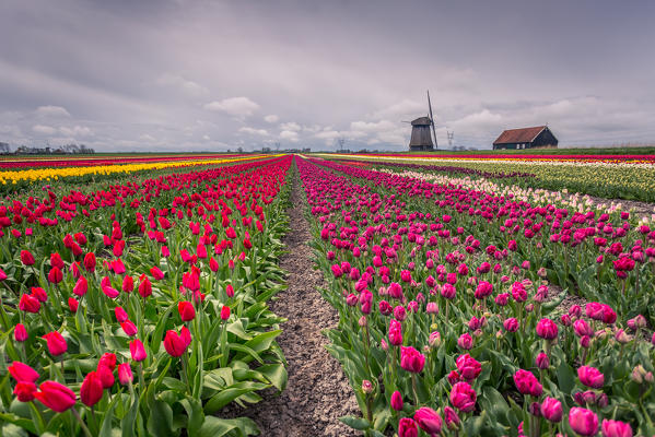 Alkmaar, Netherlands. Tulips field in bloom and windmill during springtime. 
